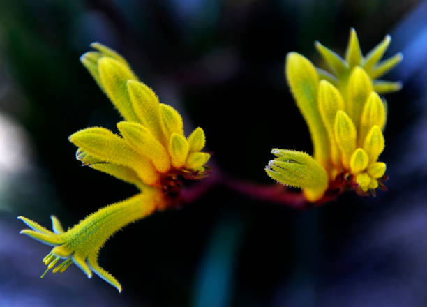 istock Anigozanthos 'Yellow Gem' Kangaroo Paw 1439484975