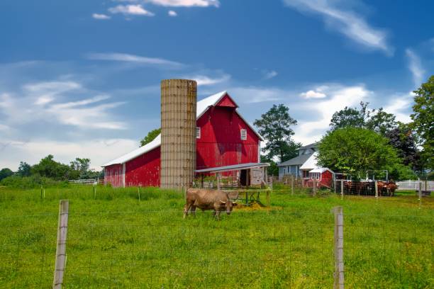 istock Old Red Barn and silo with a large bull-Hamilton County, Indiana 1439485189