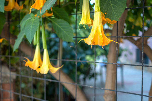 Angel's trumpet flowers