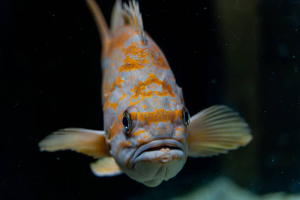 istock Fish. The fish swims in the aquarium. 1439487013