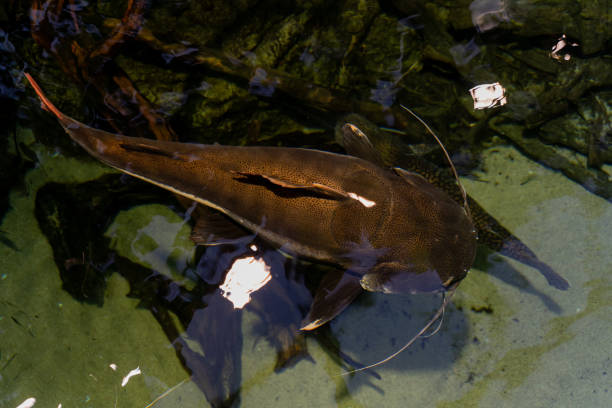 istock Fish. The fish swims in the aquarium. 1439487127