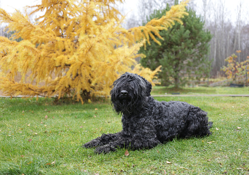 A large shaggy dog whose eyes are not visible of the Black Terrier breed lies on a green lawn against a bright yellow larch background and looks into the camera