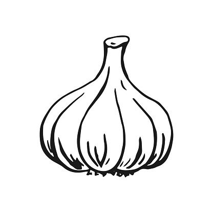 Garlic outline. Hand drawn vector illustration. Farm market product, isolated vegetable, engraved bunch of garlic.