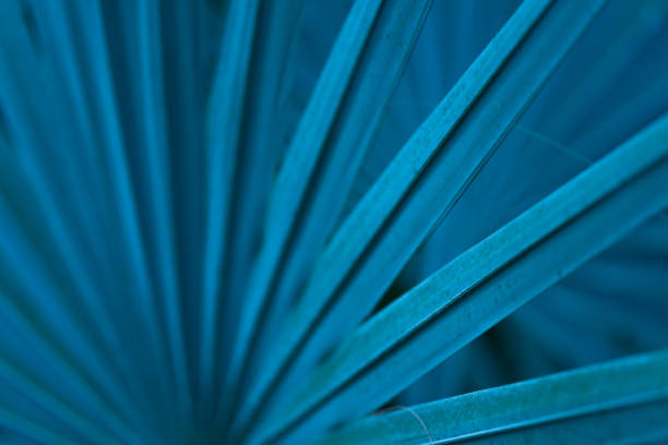 istock Close-up macro soft focus bright blue light and shadow exotic palm leaves texture abstract pattern background.concept for summertime,tropical forest travel,botanical design. 1439492578