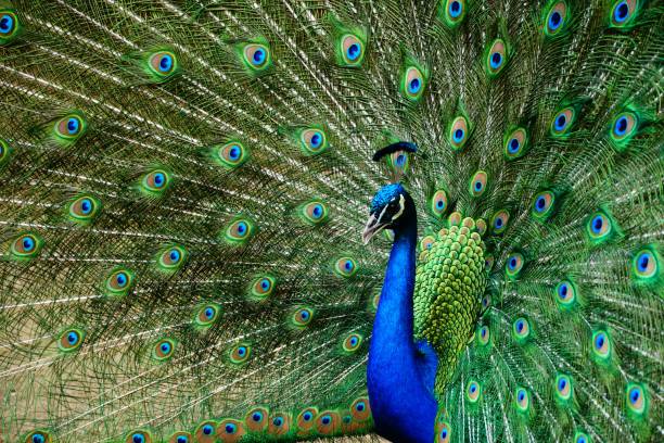 istock Closeup beautiful shot of a peacock with its tail open 1439492706