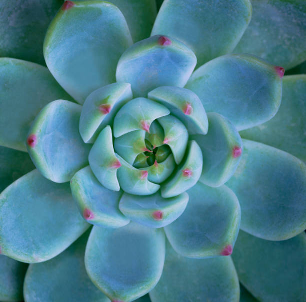 istock close up top view macro echeveria  leaves abstract dark blue background. for botanical wallpaper,desert ornamental indoor plant backdrop. 1439492883