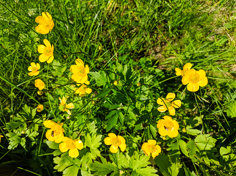 Bright yellow buttercups bloom on a green lawn in a park on a sunny summer day.