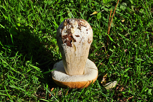 mushroom (cep - boletus) turned over on the green ground