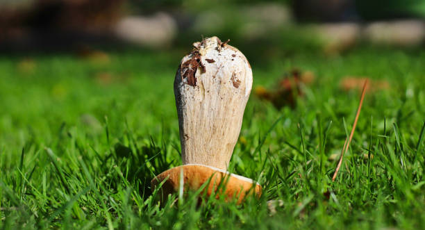 seta (cep - boletus) volteada en el suelo verde - cepe fungus forest dining fotografías e imágenes de stock