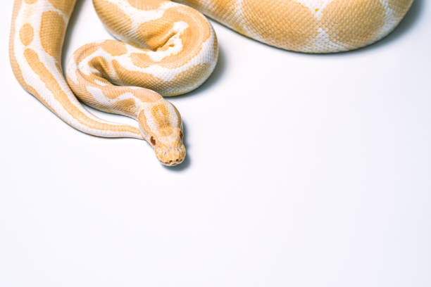 270+ Albinos Africain Stock Photos, Pictures & Royalty-Free Images - iStock