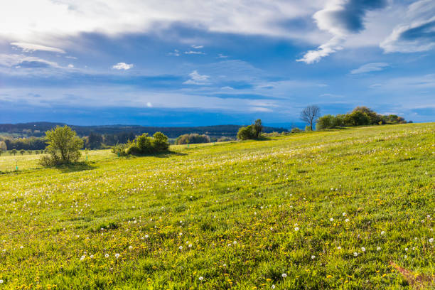 A large green field