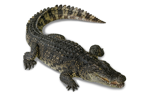 Wildlife crocodile isolated on white background with clipping path, American Alligator in front of a white background, crocodile big (Crocodylus siamensis)