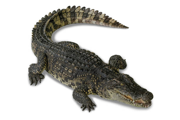 Wildlife crocodile isolated on white background with clipping path, American Alligator in front of a white background, crocodile big (Crocodylus siamensis) Wildlife crocodile isolated on white background with clipping path, American Alligator in front of a white background, crocodile big (Crocodylus siamensis) siamensis stock pictures, royalty-free photos & images