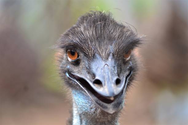 istock Animal funny moments 1439496632