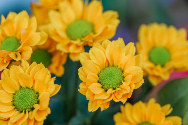 istock Yellow chrysanthemums flowers background. Autumn bouquet. 1439497198