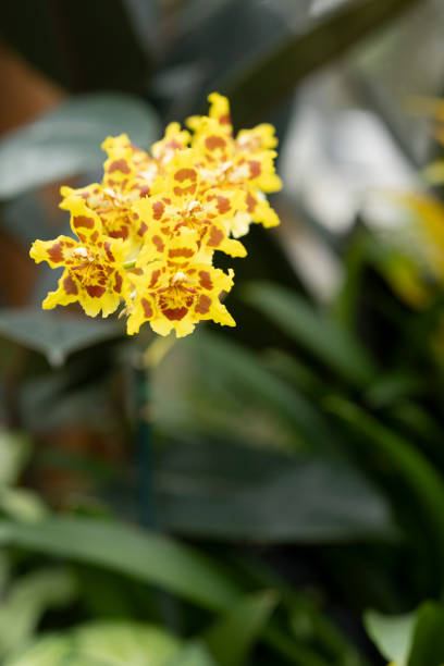 Green cymbidium orchid flower