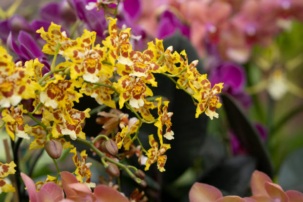Group of colourful multicoloured flowering orchid plants. Shallow depth of field. Blurred background. Captured with a full frame mirrorless camera with a fast prime lens at relative low ISO resulting in a clean image.