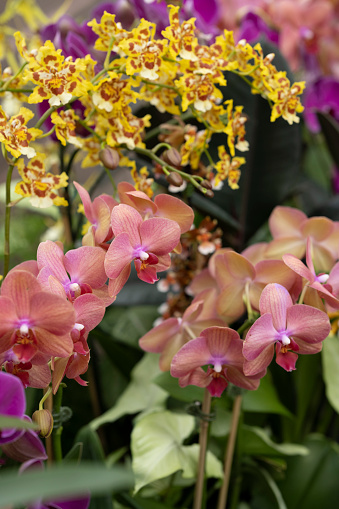Group of colourful multicoloured flowering orchid plants. Shallow depth of field. Blurred background. Captured with a full frame mirrorless camera with a fast prime lens at relative low ISO resulting in a clean image.