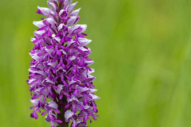 istock wild orchid in White Carpathian Mountains, Czech Republic 1439498089