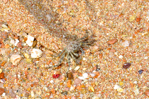 Crab on a rock near the Red Sea, Sharm El Sheikh, Egypt