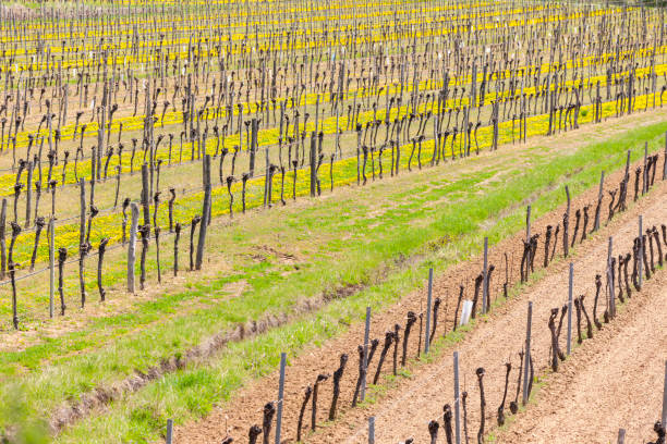 istock spring landscape near Mitterretzbach in Lower Austria, Austria 1439498383