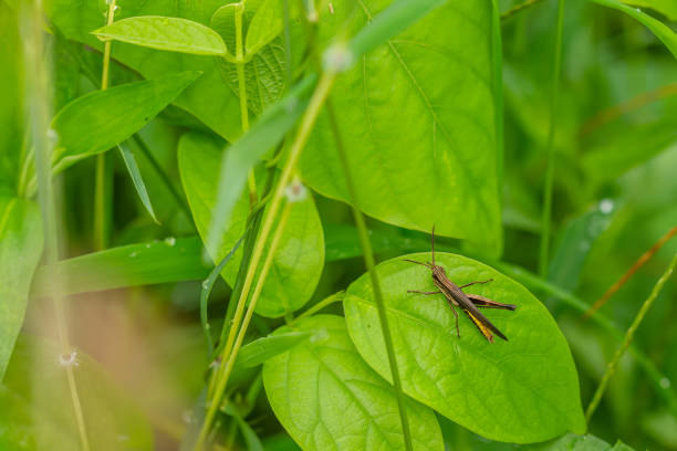 istock A Brown Grasshopper that is perched on a green leaf 1439499080