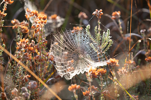 large spidernet on dry heather plant in autumn