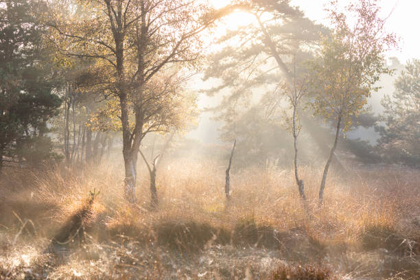 istock sunlight though fog over swamp in autumn 1439500840