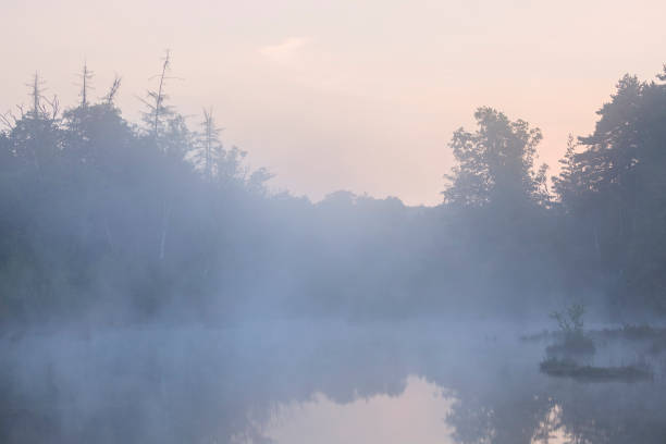 foggy morning on lake in forest stock photo