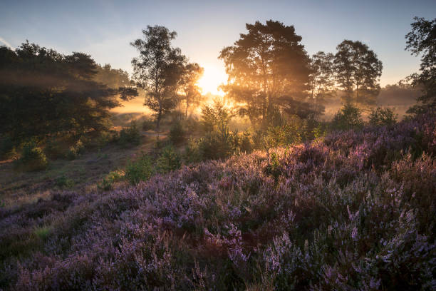 istock beautiful sun beams through pine trees 1439500993