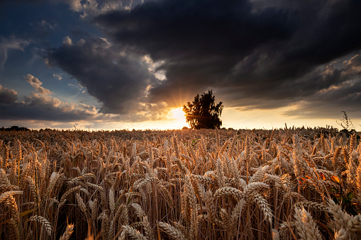 sunshine over wheat field in summer at sunset