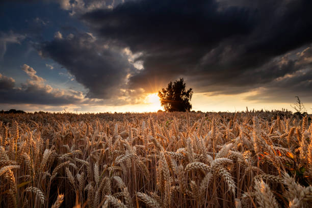 sunshine over wheat field in summer stock photo