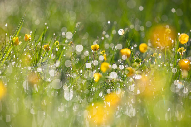 istock green grass and yellow flowers with water drops 1439501925