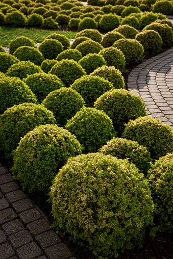 Boxwood bushes are used in the landscape design of the city park.