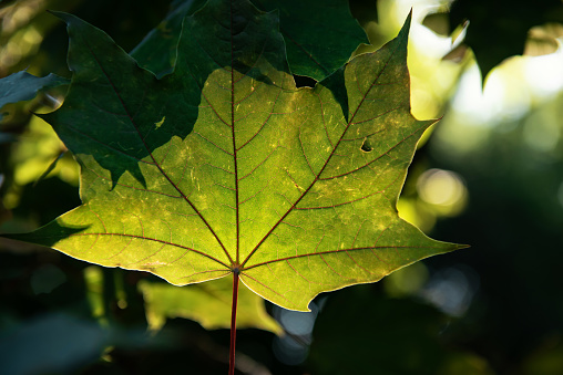 Green live maple leaf on the lumen.
