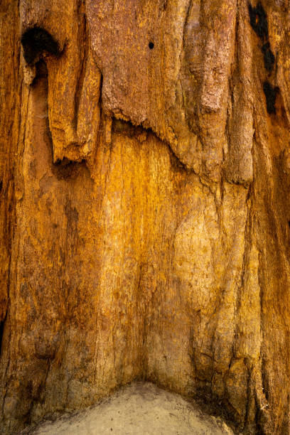 istock Hollow Section of Bark in Giant Sequoia Tree 1439504581