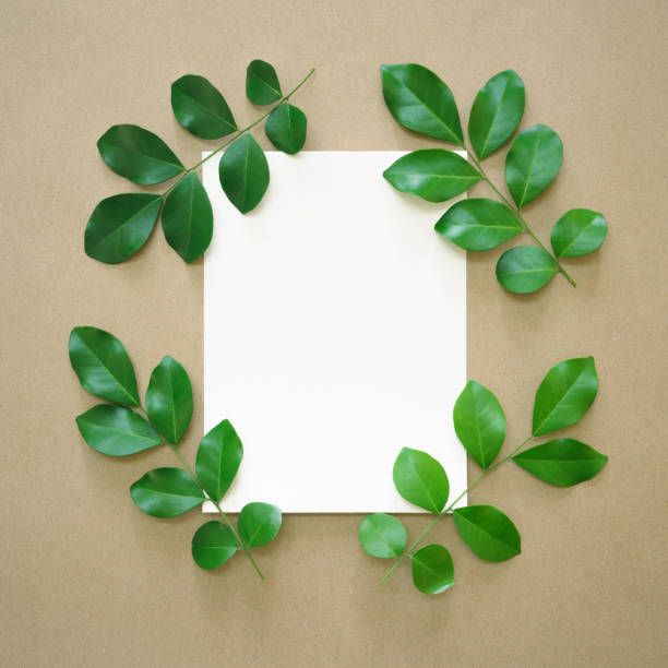 istock white flat paper rectangle shape at center and fresh green leaves foliage isolated with empty space on beige background.ecology concept or invitation greeting card romantic wedding minimal design. 1439505226