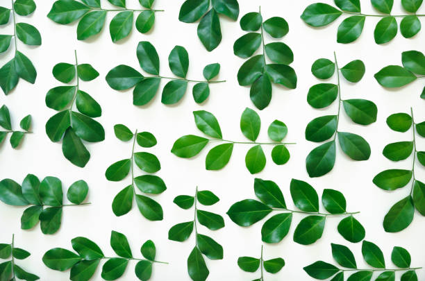 istock top view flat lay collection of fresh green spring leaves pattern texture isolated on white background. ecology,environment backdrop concept,leafs wallpaper,organic herb healthy product minimal design. 1439505307