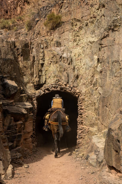 rider ducks alors que mule pénètre dans le tunnel du black bridge - mule grand canyon canyon riding photos et images de collection