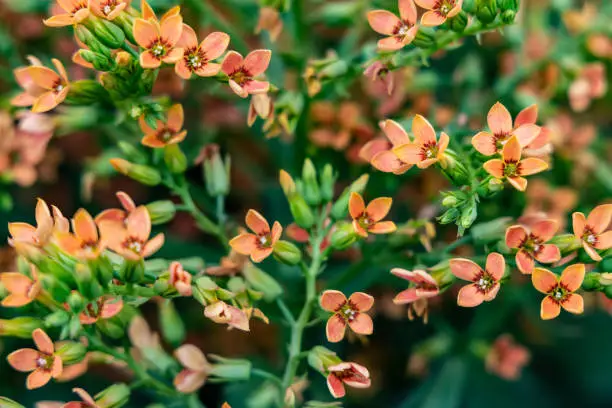 Kalanchoe blossfeldiana flowers, natural floral background