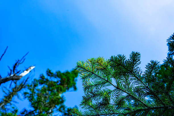 spruce branch against a clear blue sky.