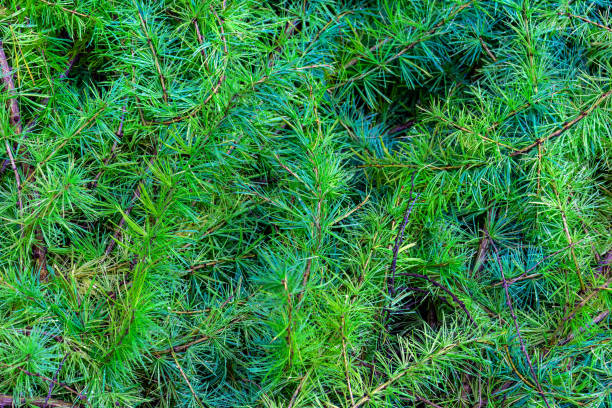 larch branches in full frame. Background of dense green larch branches with soft leaves larch branches in full frame. Background of dense green larch branches with soft leaves. larix kaempferi stock pictures, royalty-free photos & images