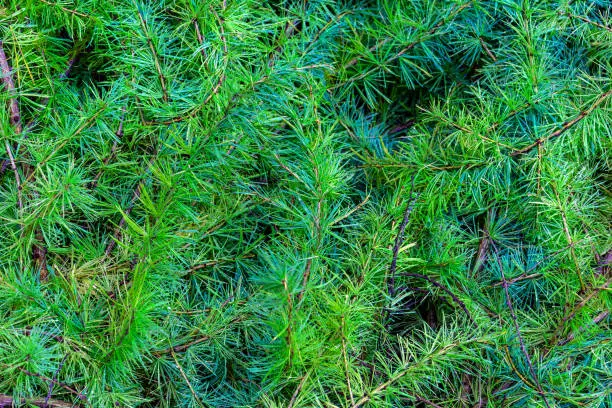 Photo of larch branches in full frame. Background of dense green larch branches with soft leaves