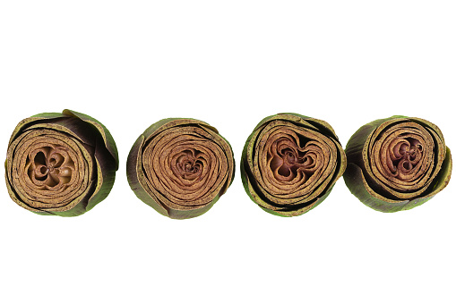 four artichokes in a row on a transparent background