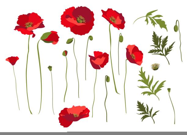 набор элементов дизайна, цветы мака, стебли и листья. изолирован на белом фоне - stem poppy fragility flower stock illustrations