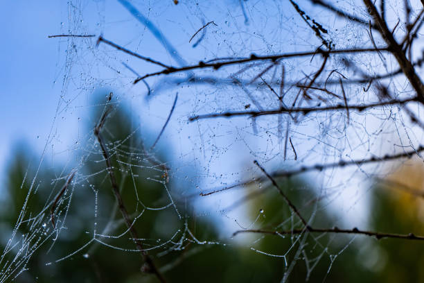hay muchas hebras de telarañas en las gotas de rocío de la mañana. telarañas con gotas después de la lluvia en las ramas de los árboles. rocío matutino aferrado a una tela de araña - fog wet rain tree fotografías e imágenes de stock