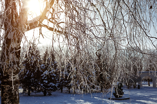 winter landscape: birch in the foreground, snow-covered spruce forest in the background