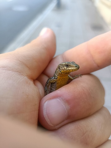 Lizard cub in the hand
