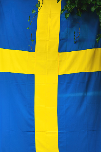 Creeping ivy plant leaves over Swedish flag, vertical image