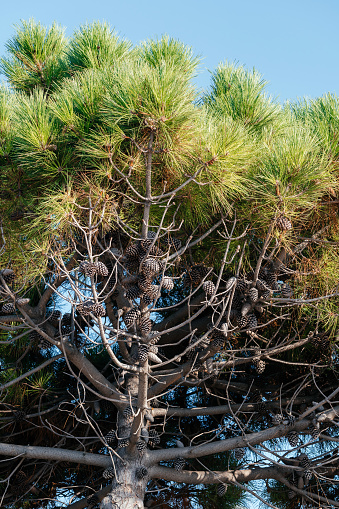 Maritime pine (Pinus Pinaster) tree at Calabria seaside, Southern Italy